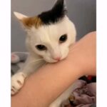 Juliette Lewis Instagram - Relatable 😅 #existentialcrisiscat