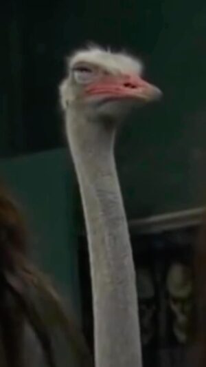 Kaitlin Olson Instagram - On behalf of all of us, thank you for the gift of this day. We are humbled and honored. #nationalbirdday