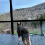 Kaley Cuoco Instagram - 💙 BLUE💙 I have cried harder over the loss of this gorgeous creature than I have in a long time. We have had to put down three dogs in the last year and this one has made me reflect … I’m crying for @tommypelphrey …. The relationship he had with Blue was so special. They were quite the duo. Traveling the country as a team… job to job then driving home to California where we all settled as a family together! Honestly my first year with Blue was rough to say the least. He didn’t love me the way he loved Tom. I had never experienced this before. All dogs love me! I could tell he was wondering why I was still here? lol Tom was his , and he didn’t want to share. Then I finally understood because I felt the same way about Tom. My love is so deep for him sometimes I didn’t want to share him with the world either . After some time Blue finally realized we were a family and we were all sticking together. Something changed . He was amazing . Protective of me and the rest of our pup crew, always on guard. I felt so safe home alone with him and when anyone came to the door I would put Blue on the leash and have him sit right next to me. No one dared mess with us! Matilda came and Blue turned to mush like the rest of us. He was so gentle with her and kind. She was obsessed with his one squeaky toy, always stealing it from him. He would patiently wait till she dropped it then scoop it back up for himself and quietly walk away. He was the quiet mascot of our home but Tom was and will always be his one and only. They saved each other . I think this hit deep because I felt their relationship was similar to me and Norman’s. I know that love and pain and many have felt this too! We are so lucky to be loved by animals. They are gifts from above and we have been given the honor to cherish them on this earth. To be their voices. To teach our children how to treat them and how to love them. Blue, it was an honor to be your second favorite human down here on earth. I can’t wait for you to meet Norman, Sasha ,Kingy, and Dumps. Oh the adventures you will have!💙💙💙💙💙