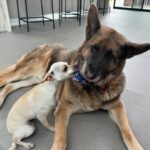 Kaley Cuoco Instagram - 💙 BLUE💙 I have cried harder over the loss of this gorgeous creature than I have in a long time. We have had to put down three dogs in the last year and this one has made me reflect … I’m crying for @tommypelphrey …. The relationship he had with Blue was so special. They were quite the duo. Traveling the country as a team… job to job then driving home to California where we all settled as a family together! Honestly my first year with Blue was rough to say the least. He didn’t love me the way he loved Tom. I had never experienced this before. All dogs love me! I could tell he was wondering why I was still here? lol Tom was his , and he didn’t want to share. Then I finally understood because I felt the same way about Tom. My love is so deep for him sometimes I didn’t want to share him with the world either . After some time Blue finally realized we were a family and we were all sticking together. Something changed . He was amazing . Protective of me and the rest of our pup crew, always on guard. I felt so safe home alone with him and when anyone came to the door I would put Blue on the leash and have him sit right next to me. No one dared mess with us! Matilda came and Blue turned to mush like the rest of us. He was so gentle with her and kind. She was obsessed with his one squeaky toy, always stealing it from him. He would patiently wait till she dropped it then scoop it back up for himself and quietly walk away. He was the quiet mascot of our home but Tom was and will always be his one and only. They saved each other . I think this hit deep because I felt their relationship was similar to me and Norman’s. I know that love and pain and many have felt this too! We are so lucky to be loved by animals. They are gifts from above and we have been given the honor to cherish them on this earth. To be their voices. To teach our children how to treat them and how to love them. Blue, it was an honor to be your second favorite human down here on earth. I can’t wait for you to meet Norman, Sasha ,Kingy, and Dumps. Oh the adventures you will have!💙💙💙💙💙