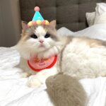 Kang Min-hyuk Instagram – 생일 축하해 치치야 🐱 
내가 못챙겨줘서 미안해 😭 
생일 선물 🐭 재밌게 갖고 놀아 😆 
우리 치치 생일 축하해!!!
사진 촬영 하느라 피곤했구나…
아주 격하게 하품을….ㅋㅋㅋㅋㅋㅋ

#치치 #생일축하해 #냥스타그램