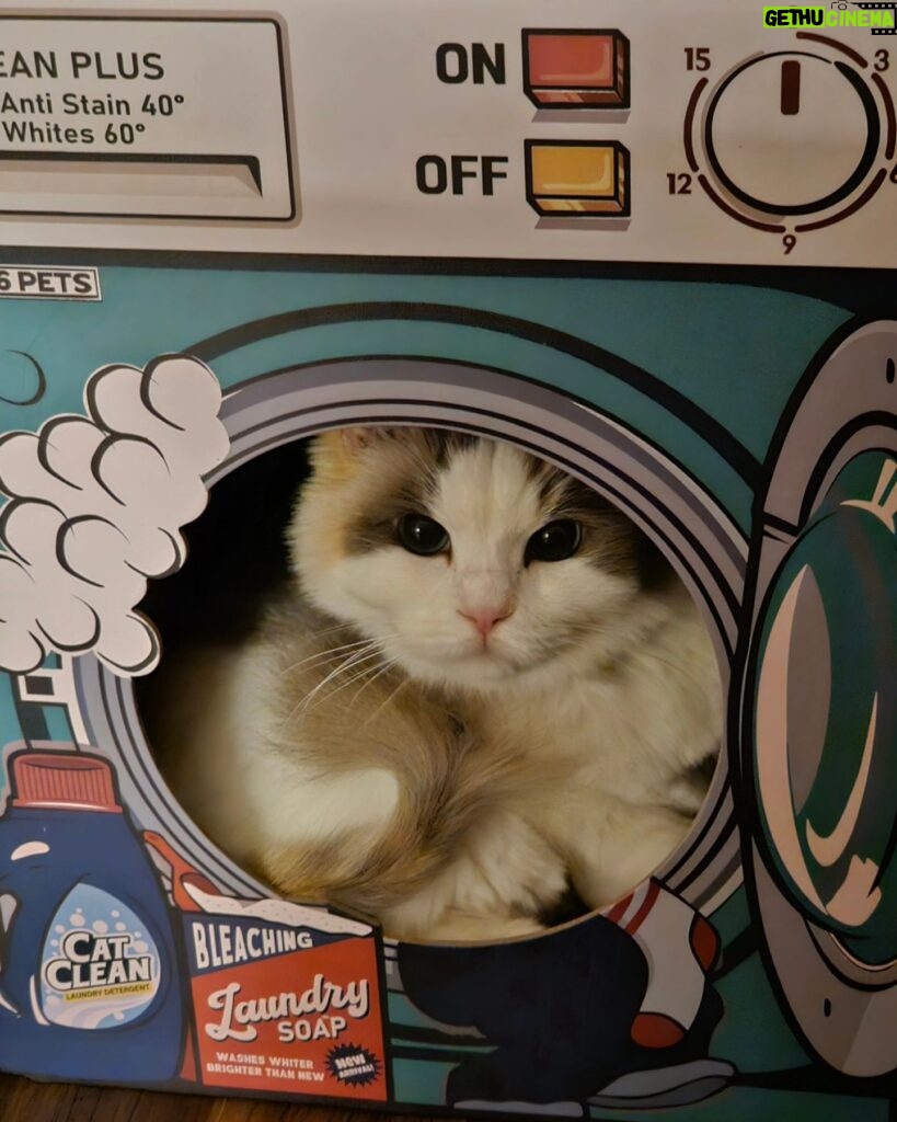 Kang Min-hyuk Instagram - 이쁜 고양이 인형이 세탁기에 들어가 있네... 아, 인형이 아니구나..!? 치치 ♡ #냥스타그램