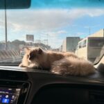 Kaori Oinuma Instagram - ⋆.˚ ᡣ𐭩 .𖥔˚3月 ⋆.˚ ᡣ𐭩 .𖥔˚