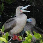 Kate Bosworth Instagram - We are honoring #worldoceansday 🐳🐢🌎 by supporting The Charles Darwin Foundation. Since 1959 the Charles Darwin Foundation has been a guardian of the Galapagos’ uniqueness and protected species. We recently experienced this magnificent wildlife up close (there are only 4,000 Galapagos penguins in existence!) and we feel more inspired than ever to help protect our oceans and the species that depend on them for their survival. (Swipe to see marine iguanas, blue and red footed boobys, the Galapagos penguin, and a video of baby sea lions just learning to swim play 🥹🩵) If you would like to help, please visit darwinfoundation.org to learn more 🙏🏻🌊