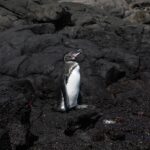 Kate Bosworth Instagram - We are honoring #worldoceansday 🐳🐢🌎 by supporting The Charles Darwin Foundation. Since 1959 the Charles Darwin Foundation has been a guardian of the Galapagos’ uniqueness and protected species. We recently experienced this magnificent wildlife up close (there are only 4,000 Galapagos penguins in existence!) and we feel more inspired than ever to help protect our oceans and the species that depend on them for their survival. (Swipe to see marine iguanas, blue and red footed boobys, the Galapagos penguin, and a video of baby sea lions just learning to swim play 🥹🩵) If you would like to help, please visit darwinfoundation.org to learn more 🙏🏻🌊