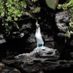 Kate Bosworth Instagram - We are honoring #worldoceansday 🐳🐢🌎 by supporting The Charles Darwin Foundation. Since 1959 the Charles Darwin Foundation has been a guardian of the Galapagos’ uniqueness and protected species. We recently experienced this magnificent wildlife up close (there are only 4,000 Galapagos penguins in existence!) and we feel more inspired than ever to help protect our oceans and the species that depend on them for their survival. (Swipe to see marine iguanas, blue and red footed boobys, the Galapagos penguin, and a video of baby sea lions just learning to swim play 🥹🩵) If you would like to help, please visit darwinfoundation.org to learn more 🙏🏻🌊