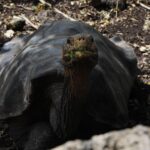 Kate Bosworth Instagram - Ever since we met, I have heard you say two words, many, many times: Galápagos Islands. I know from your mother that, as a little boy, you used to study images in books from a land far, far away… and you would dream of visiting that place one day: one of tortoises and iguanas and sea lions and penguins. Colors of sea life that make up underwater rainbows, and countless star fish lining the ocean floor, a marine constellation. Watching you experience your childhood dream these last few weeks has been the greatest honor Hansee 💛🐢🇪🇨 Our world is better and brighter for your endless curiosity, your willingness and drive to seek and explore, your profound empathy for our planet’s creatures, your shining exuberance for life, and your deep, deep ability to love. Every morning I am filled with excitement to open my eyes because I know they will greet my favorite smile and every evening, I fight sleep because I never want to leave you and the joy we experience in the day, even to the dream world :) ✨ To know you is to love you Justin Jakob. You are my Christopher Robin forever. You make life better. You make me better. HAPPY BIRTHDAY @justinlong 🎂🌻🎈!!! *and don’t worry, you may have ticked off a top bucket list experience, but please trust, we’re just getting started on this big, beautiful adventure. I love you 🌍 xo