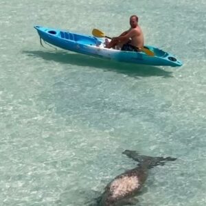 Kathaleeya McIntosh Instagram - Dugong visiting The Sevenseas Resort again! คุณพยูนมาเยี่ยมอีกแล้ว หน้าหาดของโรงแรน่ารักมเลย น่ารักที่สุด 😍 @sevenseasresorts