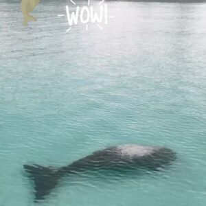 Kathaleeya McIntosh Instagram - Dugong hanging out in front of The Seven Seas Resort! Where else in Thailand will you find this👌กรี๊ด! พะยูนมาว่ายน้ำเล่นที่หน้าหาด @sevenseasresorts น่ารักที่สุดเลยค่ะ 😍😍😍 #dugong #sevenseas #thesevenseasresort #kohkradan