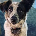 Katherine Moennig Instagram - I love this kid #nationalpupday