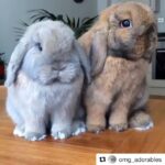 Katia Peel Instagram - Awe 💗💗💗😱 #cuteanimals #adorablepets #adorablebunnies #adorable #cutepets #bunny #funnypets #cutebunny #happy #funfunfun #loveanimals #awesome #cutest