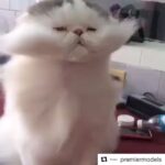 Katia Peel Instagram - Haha 😂😂 #premiermodels #funnypets #funnyanimals #jokes #lol #funfunfun #awesome #pets #cats #funnycats #hotday