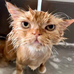 Katie Cassidy Instagram - Can you tell he loves bath time?