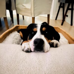 Katie Cassidy Instagram - “Can we stay here and cuddle today” -Murphina