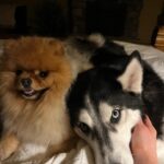 Katrin Tanja Davidsdottir Instagram - Random happies lately ✨❤️☁️ 1. Getting to dress up & go out! 2. Brooks & Koda howling together is one of my favorite things in this world. So sweet & SO PURE 🥹 .. but theo doesn’t have a clue what to do with it so he is just losing it in the back haha 3. Gym time is playtime with theo 🐾 4. Date night, finally 😍 5. Brooks was travelling so I had the boys with me in bed & can’t get over how cute they were just all snuggled up so close together 6. Walks with my besties in BEAUTIFUL weather! ✨ 7. @arnhilduranna 😂 this is our halloween costume next year. You heard it here first. 8. The CUTEST cheer squad 🥹 9. My kinda therapy 🫶🏼