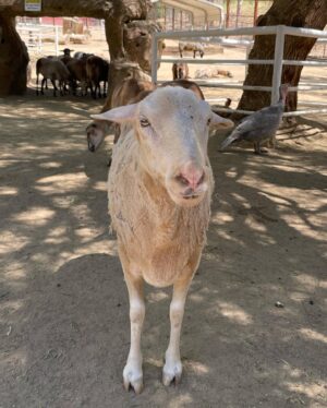 Kayla Maisonet Instagram - Thank you so much @thegentlebarn for hosting @a_mais123 & I today! It was so special meeting all of your beautiful animals and seeing them so at peace 🤎☮️🐷🐮 Thank you for all of the good you do! 🌾🐓