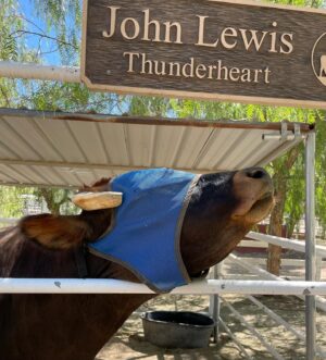 Kayla Maisonet Instagram - Thank you so much @thegentlebarn for hosting @a_mais123 & I today! It was so special meeting all of your beautiful animals and seeing them so at peace 🤎☮️🐷🐮 Thank you for all of the good you do! 🌾🐓