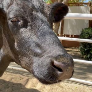 Kayla Maisonet Instagram - Thank you so much @thegentlebarn for hosting @a_mais123 & I today! It was so special meeting all of your beautiful animals and seeing them so at peace 🤎☮️🐷🐮 Thank you for all of the good you do! 🌾🐓