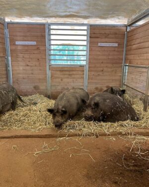 Kayla Maisonet Instagram - Thank you so much @thegentlebarn for hosting @a_mais123 & I today! It was so special meeting all of your beautiful animals and seeing them so at peace 🤎☮️🐷🐮 Thank you for all of the good you do! 🌾🐓