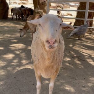 Kayla Maisonet Instagram - Thank you so much @thegentlebarn for hosting @a_mais123 & I today! It was so special meeting all of your beautiful animals and seeing them so at peace 🤎☮️🐷🐮 Thank you for all of the good you do! 🌾🐓
