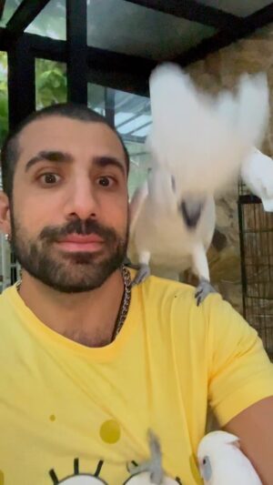 Kaysar Dadour Instagram - Sequencia do Tuf tuf tuf 
.
.
.
.
.
#humor #memes #dança #cacatua #lançamento #pet #kakatua #kaysar #kaysardadour #melhordianomundo #sequenciadotuftuftuf #tuftuf #spotify #animais #animaisfofos #animallovers #animallover