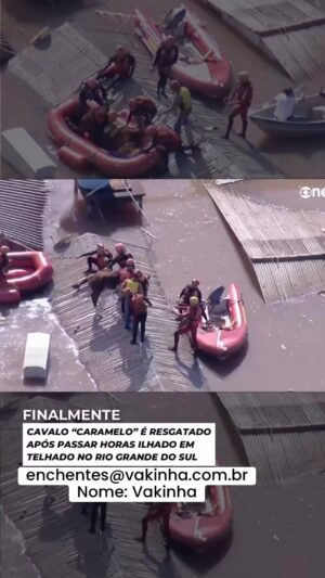 Kaysar Dadour Instagram - CAVALO “CARAMELO” É RESGATADO APÓS PASSAR HORAS ILHADO EM TELHADO NO RIO GRANDE DO SUL.
Chave: enchentes@vakinha.com.br
Nome: Vakinha