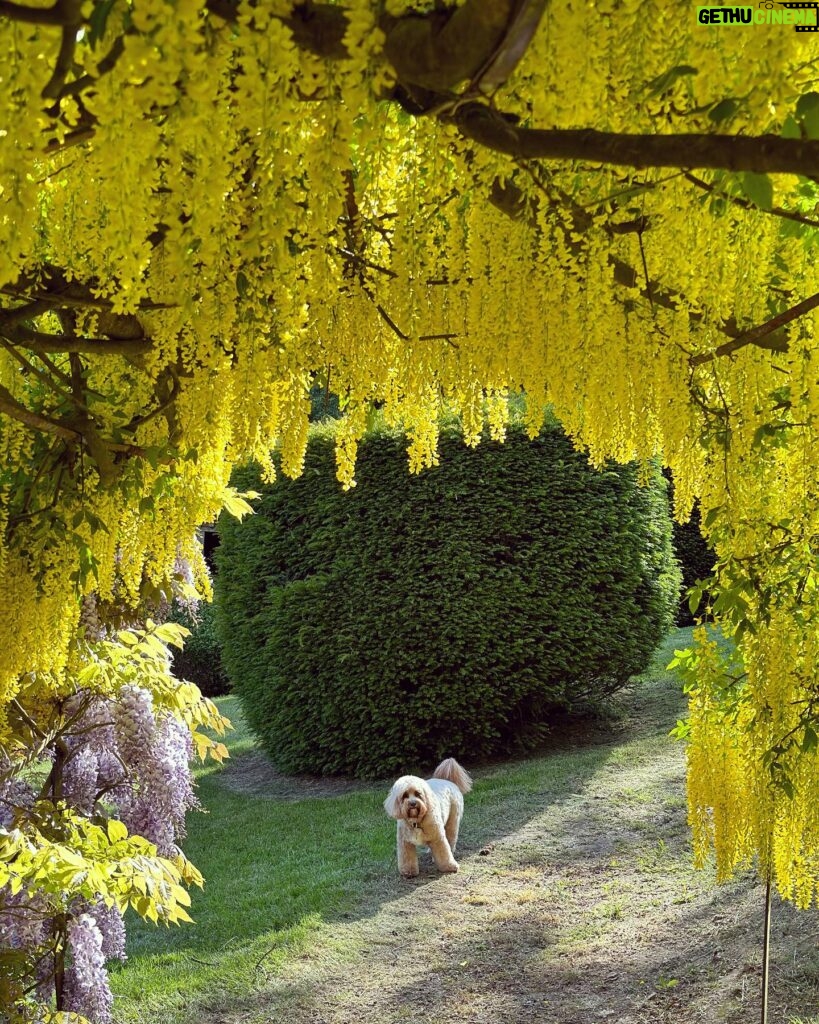 Kelly Brook Instagram - For 17 Years I’ve nurtured this Laburnum Arch and it takes my breath away every Year 🌼🐾 #KentlivingwithKelly