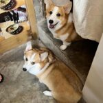 Kemisara Paladesh Instagram - 🐶🐶🐶🐶 woof woof Friday night