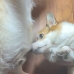 Kemisara Paladesh Instagram - 🐶🐶🐶🐶 woof woof Friday night