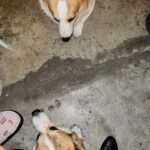 Kemisara Paladesh Instagram - 🐶🐶🐶🐶 woof woof Friday night