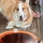 Kemisara Paladesh Instagram - 🐶🐶🐶🐶 woof woof Friday night