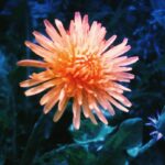 Kenshi Yonezu Instagram - 花