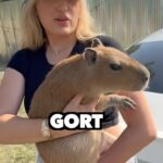 Kiera Bridget Instagram - Surprising sussy capybara GORT with his all time FAVORITE TREAT 🤨