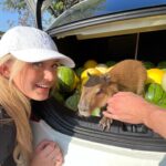 Kiera Bridget Instagram - GAHHH HE FINALLY PULLED UP EPIC VICTORY ROYALE MOMENT 🫦 @theurbanrescueranch ily I took the possum home with me TSA didn’t find it