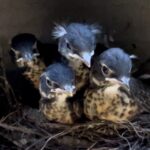 Kim Cattrall Instagram - Family portrait. 3 weeks ago these Robin fledglings hatched under our outdoor deck. A few days ago one fell from the nest but was restored and doing fine. Happy Independence Day!