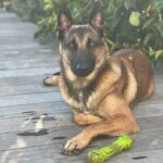 Kim Glow Instagram - Thaïger mon fils et un véritable membre de la famille. Dans ses yeux brillent une intelligence et une loyauté incommensurables.Les animaux sont bien plus que des compagnons, ce sont des âmes précieuses qui méritent tout notre respect. Thaïger est un gardien dévoué qui veille avec amour sur sa famille et sa maison. Sa présence réconfortante m’apaise, faisant de lui bien plus qu’un chien, mais un protecteur exceptionnel ,il est mon réconfort quotidien. Sa présence me rassure au plus profond de moi, et je ne saurais m’imaginer sans lui. Avec Thaïger, je me sens protégé, entouré de son amour inconditionnel. Il n’est pas seulement un compagnon, mais un véritable gardien qui fait de chaque instant à ses côtés une source de sécurité et de bonheur. #malinois #malinoislovers #malinoisofinstagram #bergerbelge #bergerbelgemalinois #dog #dogsofinstagram