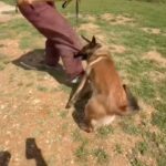 Kim Glow Instagram - Reprise du mordant avec Thaïger ! 🐕💪 Il était tellement heureux de s’y remettre, ça lui fait un bien fou ! 🥰 Malheureusement, la poisse a frappé : il s’est cassé une dent, probablement sur l’ iguane en tech très durs sur ma terrasse. 😓 Du coup, opération pour retirer la dent, mais après ça, il pourra reprendre le mordant ! 🙌 Et pour ceux qui pensent que le mordant est dangereux, sachez que c’est un sport parfaitement adapté au Malinois. C’est excellent pour leur mental, leur physique et leur bien-être général. Thaïger adore ça ! #Thaïger #malinois #malinoislovers #malinoisofinstagram #dog #dogsofinstagram