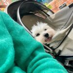 Kim Jae-kyung Instagram - 🌿🤪❄️🍊🐶 #alchemistJK