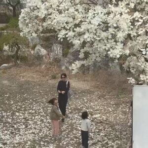 Kim Na-young Instagram - 사방을 둘러봐도 꽃인 아름다운 봄이다🌸🌷