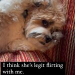 Kimberly Williams-Paisley Instagram – She’s legit flirting with me. 

#dogsofinstagram #annie #happyfriday