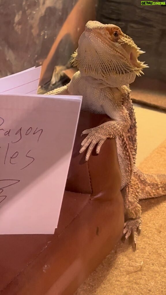 Kimberly Williams-Paisley Instagram - Happy Thursday! #amreading #beardeddragon 🦎🦎 #coolpets #bookbybrad #dragontales