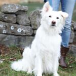 Kimberly Williams-Paisley Instagram – Happy International Dog Day from Hoot-n-Annie and ME!!

#internationaldogday #dogsofinstagram #furryfriends ❤️❤️

@mandyjohnsonphotography @andreafarmerphotography