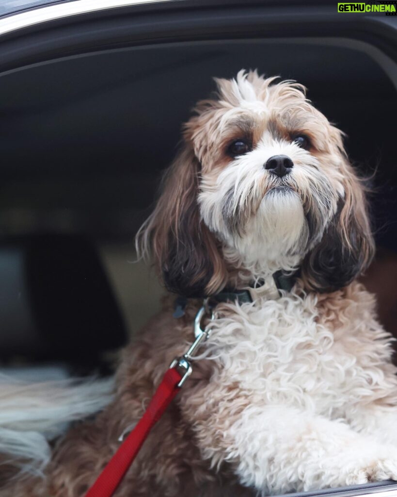Kimberly Williams-Paisley Instagram - Happy International Dog Day from Hoot-n-Annie and ME!! #internationaldogday #dogsofinstagram #furryfriends ❤️❤️ @mandyjohnsonphotography @andreafarmerphotography
