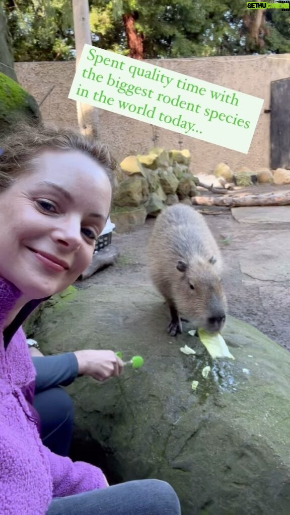 Kimberly Williams-Paisley Instagram - Spent quality time with a capybara today at the @santabarbarazoo #capybara #lworldslargestrodent ❤️❤️❤️❤️❤️😁😁😁
