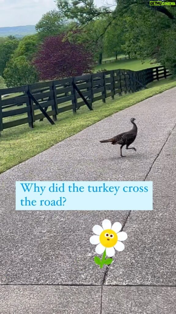 Kimberly Williams-Paisley Instagram - Anyone same? #allergies #allergyseason #whydidtheturkeycrosstheroad