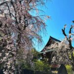 Klebber Toledo Instagram - Natureza 🇯🇵🤍
