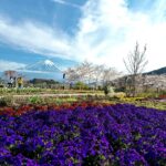 Klebber Toledo Instagram - Natureza 🇯🇵🤍