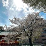 Klebber Toledo Instagram - Lindo e sagrado… Esse é o Santuário Kanda Myojin um lugar com uma energia única onde pude orar, conhecer um pouco mais da cultura japonesa e junto da família @tiffanyandco latam tomar um chá de matcha e sakura.