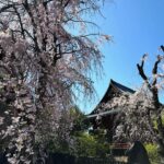 Klebber Toledo Instagram - Hoje conheci o Museu Nacional de Arte Ocidental que fica dentro do parque Ueno, onde pude ver Picasso, Miró, Monet e muitos outros artistas… depois aproveitei pra dar uma caminhada pelo parque. Recomendo para todos que vierem para Tokyo. Obs: tem um sismógrafo em cada sala🫣 cuidado nunca é demais. Arte faz bem👊🏻