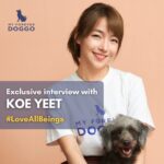 Koe Yeet Instagram - #LoveAllBeings 💖 @koeyeet and her family has a rather meaningful hobby — they rescue dogs!! 🥰 Through this campaign, @koeyeet kindly reminds us that sometimes, even something as simple as being kind towards homeless animals is good enough ❤️ If you don’t like them, you don’t have to hurt them. Just leave them alone! ✨ 🌟 SHARE this message of kindness with your friends and family now! 🥹 . . . #myforeverdoggo #bekindtoanimals #kindnessmatters #adoptdontshop #dogsofmalaysia #malaysiadogs